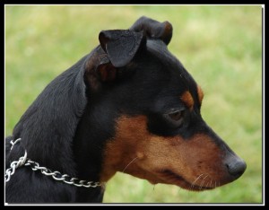 Obrazek