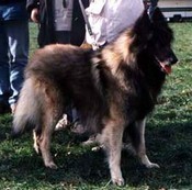 Obrazek