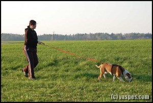 amstaf-eimy--3-.jpg